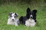 BORDER COLLIE 1573